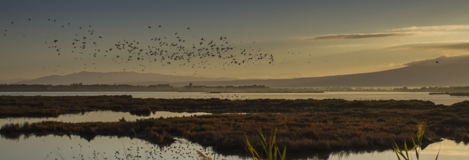 Wetland of Oristano Italy by Gabriele Espis