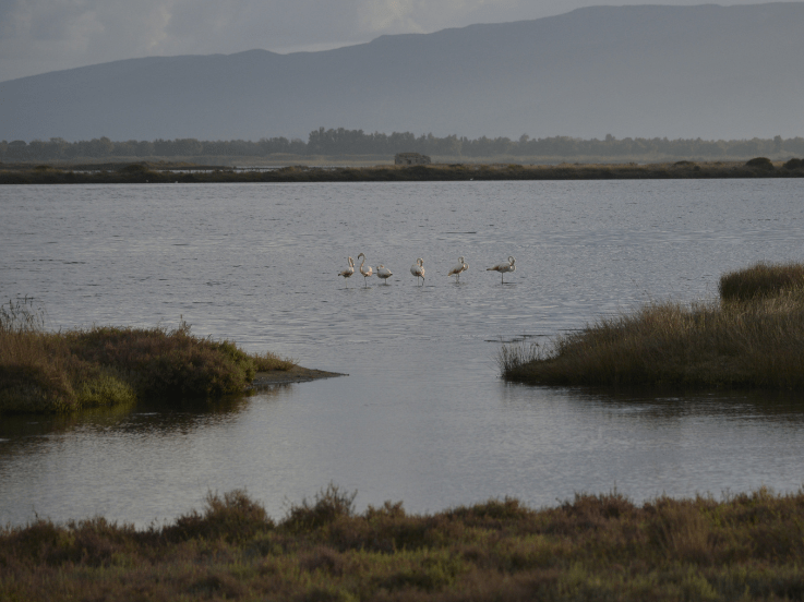 Wetland4Change  - Sardinian wetland