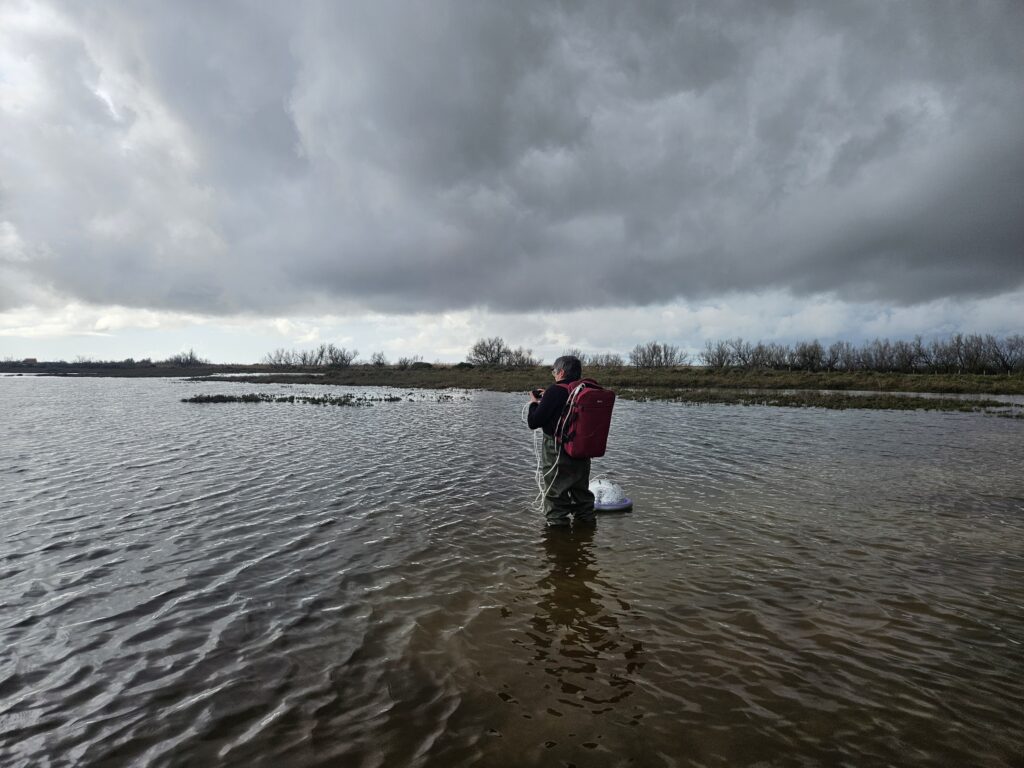 Wetland4Change Carbon assessment in Camargue, Franc