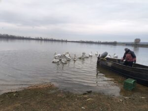 Kerkini Lake