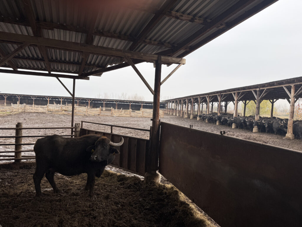 A bull in Kerkini Park