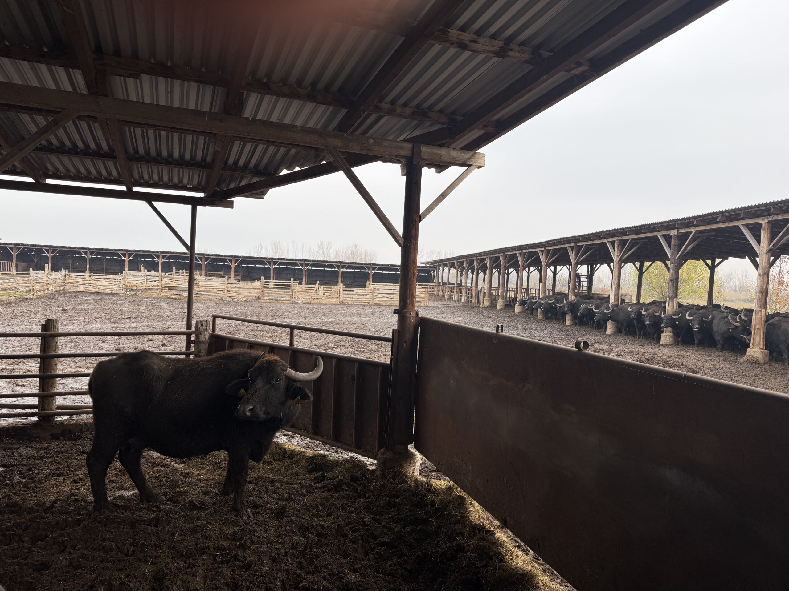 A bull in Kerkini Park