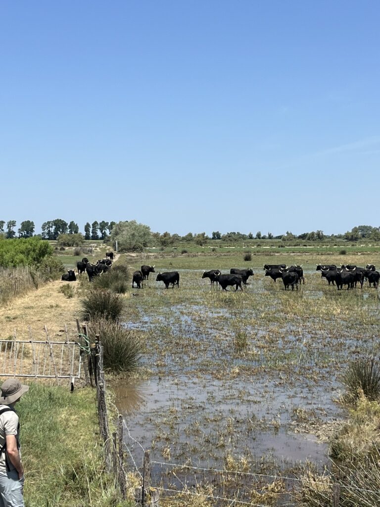 w4c camargue