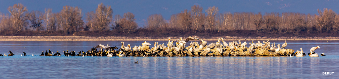 Wetland4Change Kerkini lake | Greece | Photo by EKBY