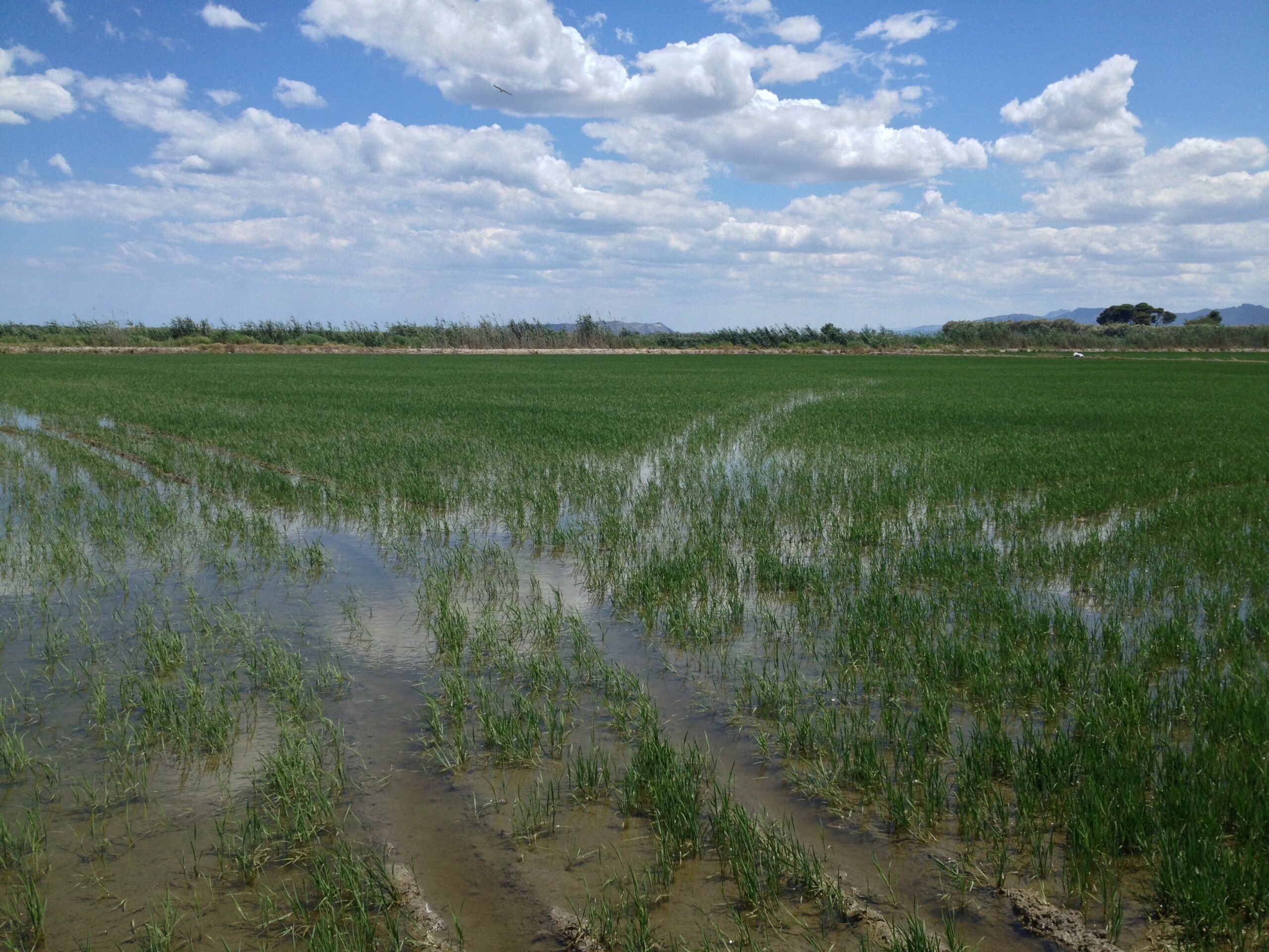 Wetland4Change | Albufera wetland pilot site